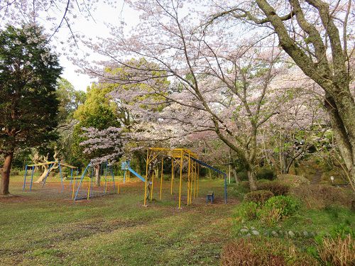 菊川公園、桜【菊川市】：遊具と桜
