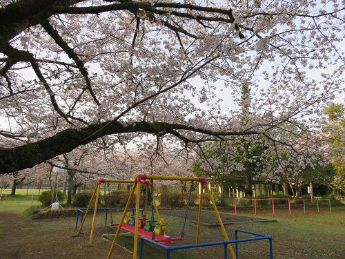 菊川公園、桜【菊川市】