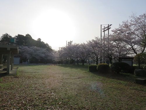 菊川公園、桜【菊川市】：午前中の桜