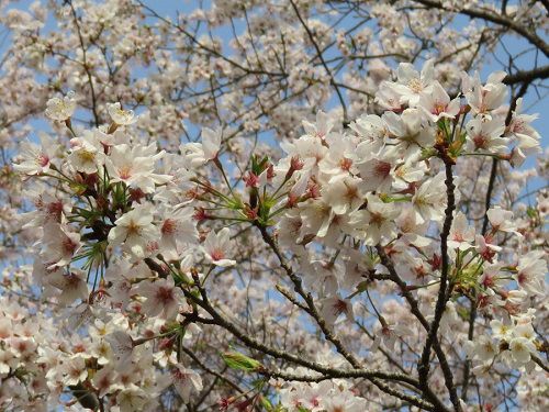 菊川公園、桜【菊川市】：満開桜