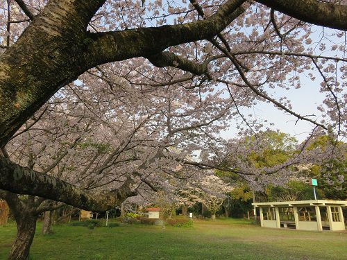 菊川公園、桜【菊川市】：休憩所（東屋）と桜
