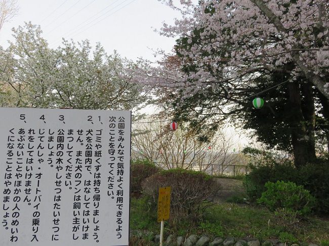 菊川公園、桜【菊川市】：桜と注意看板