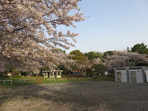 菊川公園、桜【菊川市】：園内トイレと桜