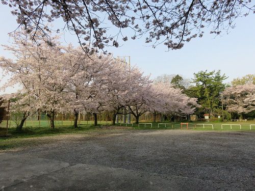 菊川公園、桜【菊川市】：桜並木