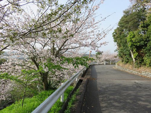 高松神社、桜【御前崎市】：道路沿いの桜