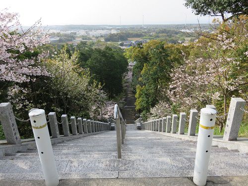 高松神社、桜【御前崎市】：参道階段下りの桜