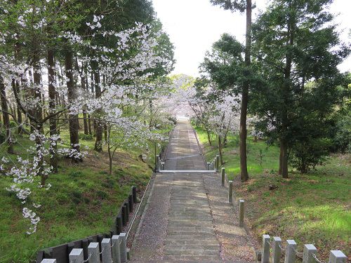 高松神社、桜【御前崎市】：桜並木