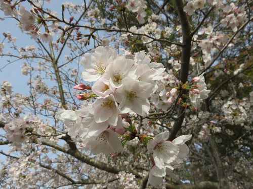 高松緑の森公園、桜【御前崎市】：桜拡大