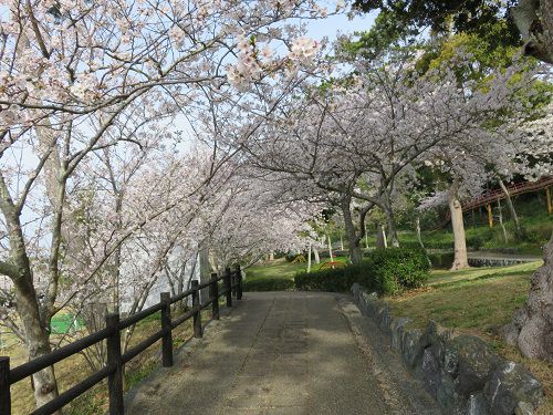 高松緑の森公園、桜【御前崎市】：満開桜
