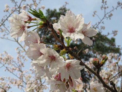 高松緑の森公園、桜【御前崎市】：桜ズーム