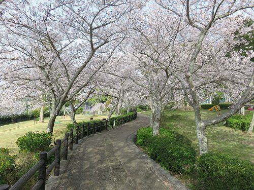 高松緑の森公園、桜【御前崎市】：見頃の桜