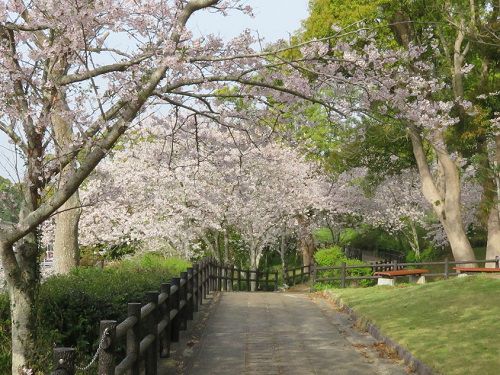 高松緑の森公園、桜【御前崎市】：満開の桜並木