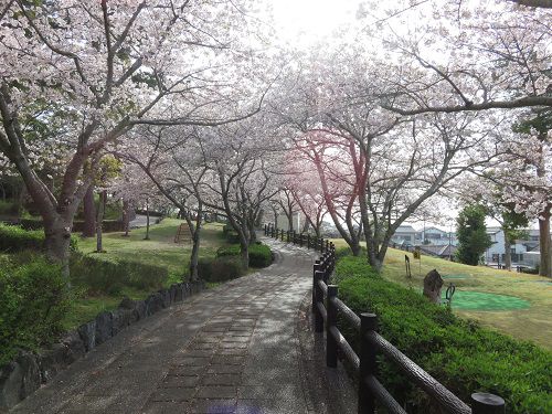 高松緑の森公園、桜【御前崎市】：見頃満開の桜並木
