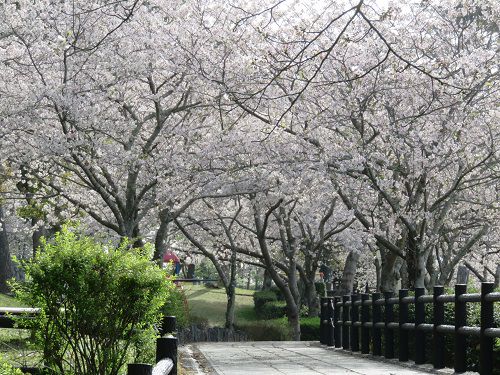 高松緑の森公園、桜【御前崎市】：桜アーチ