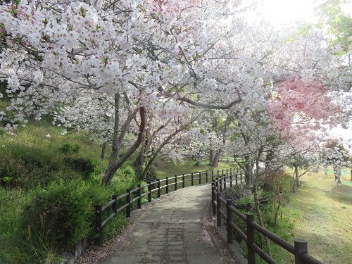 高松緑の森公園、桜【御前崎市】