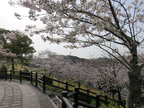 高松緑の森公園、桜【御前崎市】：見頃時期の桜
