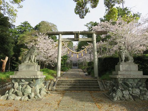 高松神社、桜【御前崎市】：鳥居