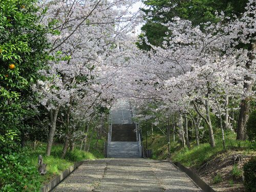 高松神社、桜【御前崎市】：石段脇の桜