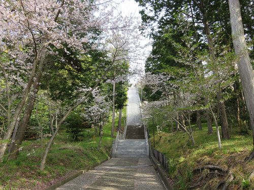 高松神社、桜【御前崎市】：参道脇の桜