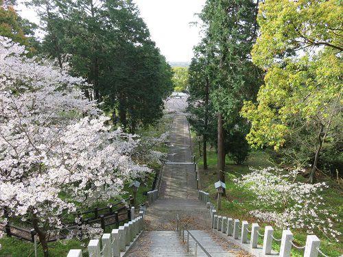 高松神社、桜【御前崎市】：見頃の満開桜