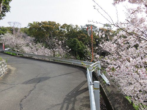 高松神社、桜【御前崎市】：周囲の桜