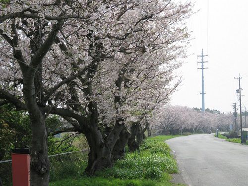 大幡川沿い、桜並木【吉田町】：見頃時期の桜並木