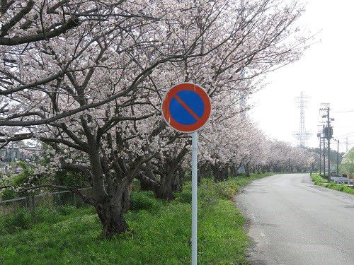 大幡川沿い、桜並木【吉田町】：駐車禁止の桜並木