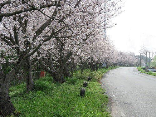 大幡川沿い、桜並木【吉田町】：満開の桜並木