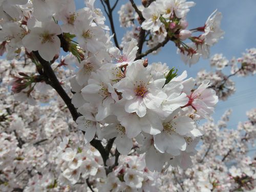 大住黒石川沿い、桜並木【焼津市】：桜の拡大