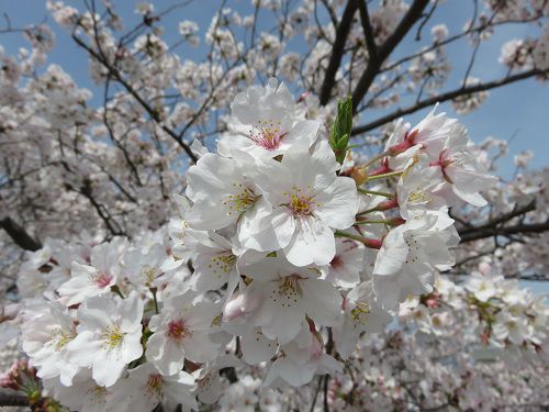 大住黒石川沿い、桜並木【焼津市】：天気良い桜ズーム