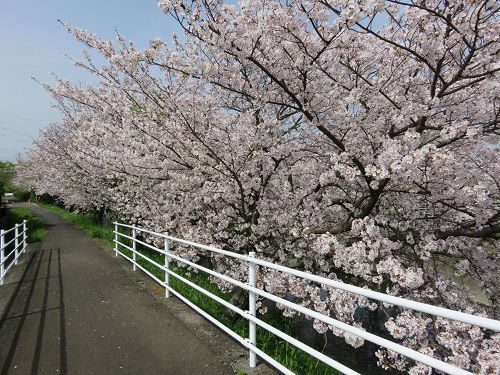 大住黒石川沿い、桜並木【焼津市】：歩道と桜並木