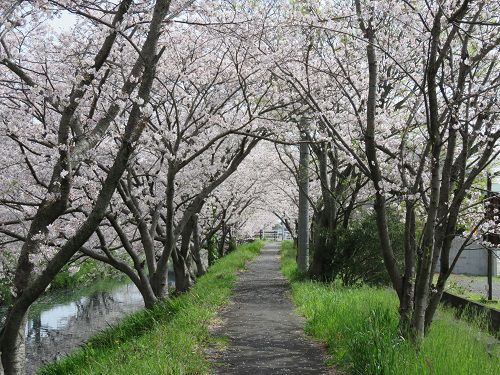 大住黒石川沿い、桜並木【焼津市】：桜ロード