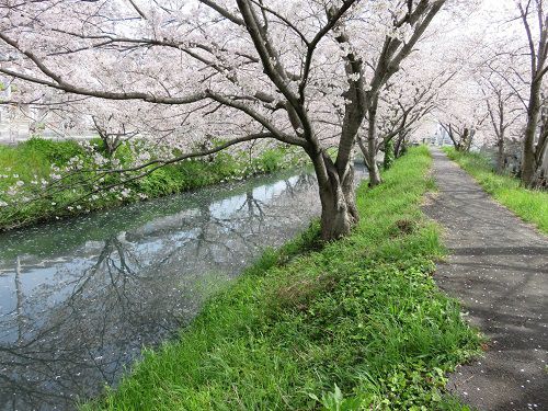 大住黒石川沿い、桜並木【焼津市】：見頃満開の桜２