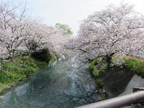 大住黒石川沿い、桜並木【焼津市】：橋から眺めた見頃の桜