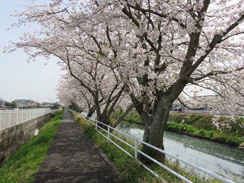 大住黒石川沿い、桜並木【焼津市】：満開真っ盛りの桜