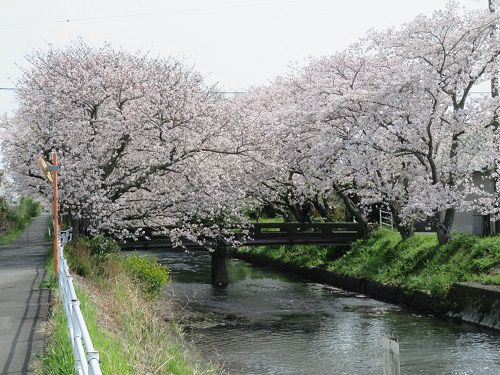 大住黒石川沿い、桜並木【焼津市】：見頃の桜