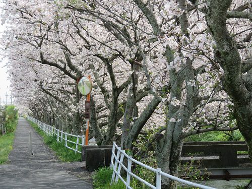 大住黒石川沿い、桜並木【焼津市】：見頃満開の見事な桜