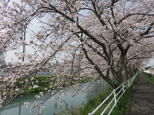 大住黒石川沿い、桜並木【焼津市】：川と見頃時期の桜