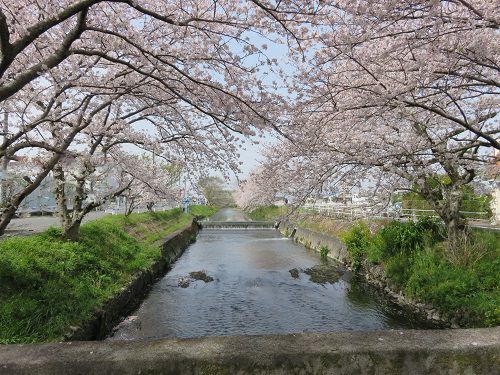 大住黒石川沿い、桜並木【焼津市】：橋から眺めた満開の桜