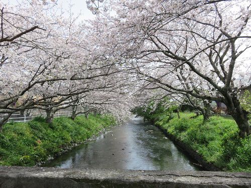 大住黒石川沿い、桜並木【焼津市】：橋から眺めた桜アーチ