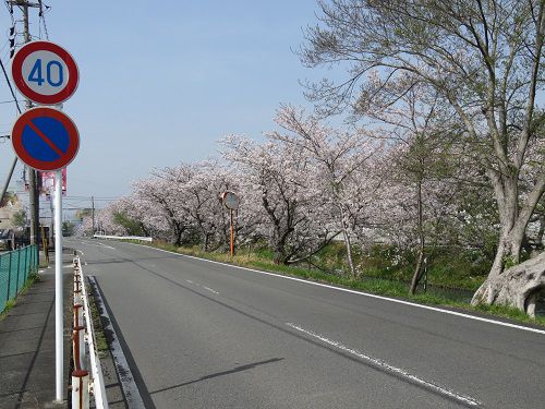 大住黒石川沿い、桜並木【焼津市】：道路と桜