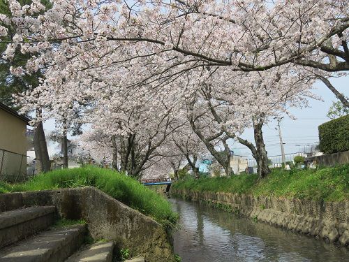 東益津石脇川沿い、桜並木【焼津市】：川と桜