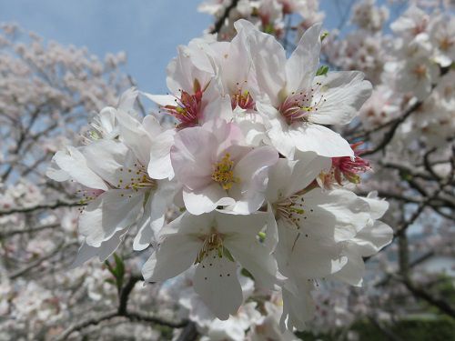 東益津石脇川沿い、桜並木【焼津市】：クローズアップした桜