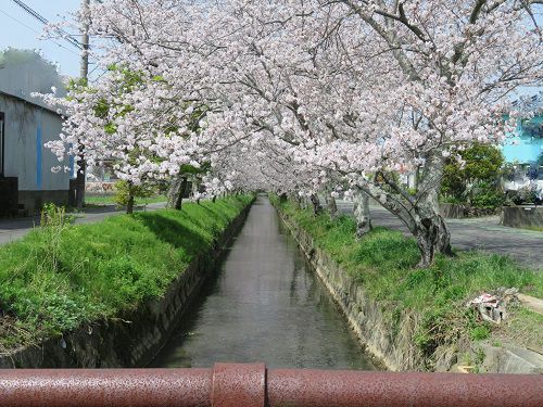 東益津石脇川沿い、桜並木【焼津市】：橋から眺めた見頃の桜