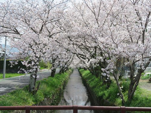東益津石脇川沿い、桜並木【焼津市】：橋から眺めた桜アーチ
