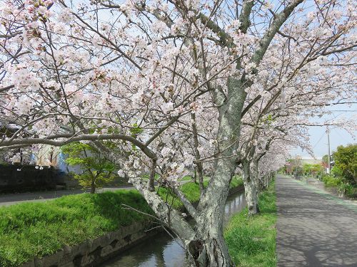 東益津石脇川沿い、桜並木【焼津市】：散歩道と桜並木