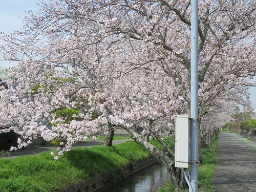 東益津石脇川沿い、桜並木【焼津市】：見頃の桜