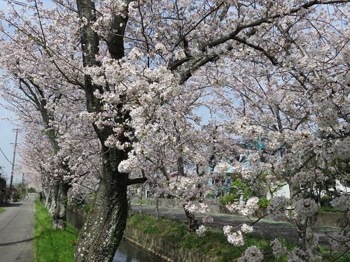 東益津石脇川沿い、桜並木【焼津市】：見頃満開の見事な桜