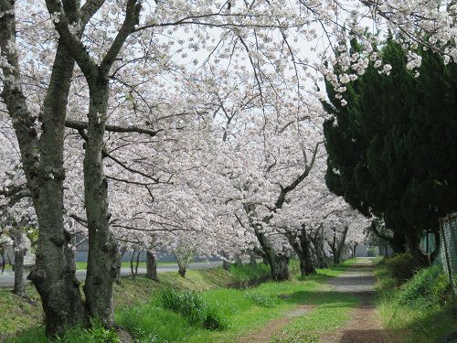 東益津石脇川沿い、桜並木【焼津市】：満開の桜