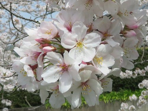 東益津石脇川沿い、桜並木【焼津市】：見頃の桜のズーム